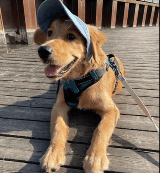 🔥Capucha de protección solar para perros al aire libre🔥¡¡¡Envío ahora!!!